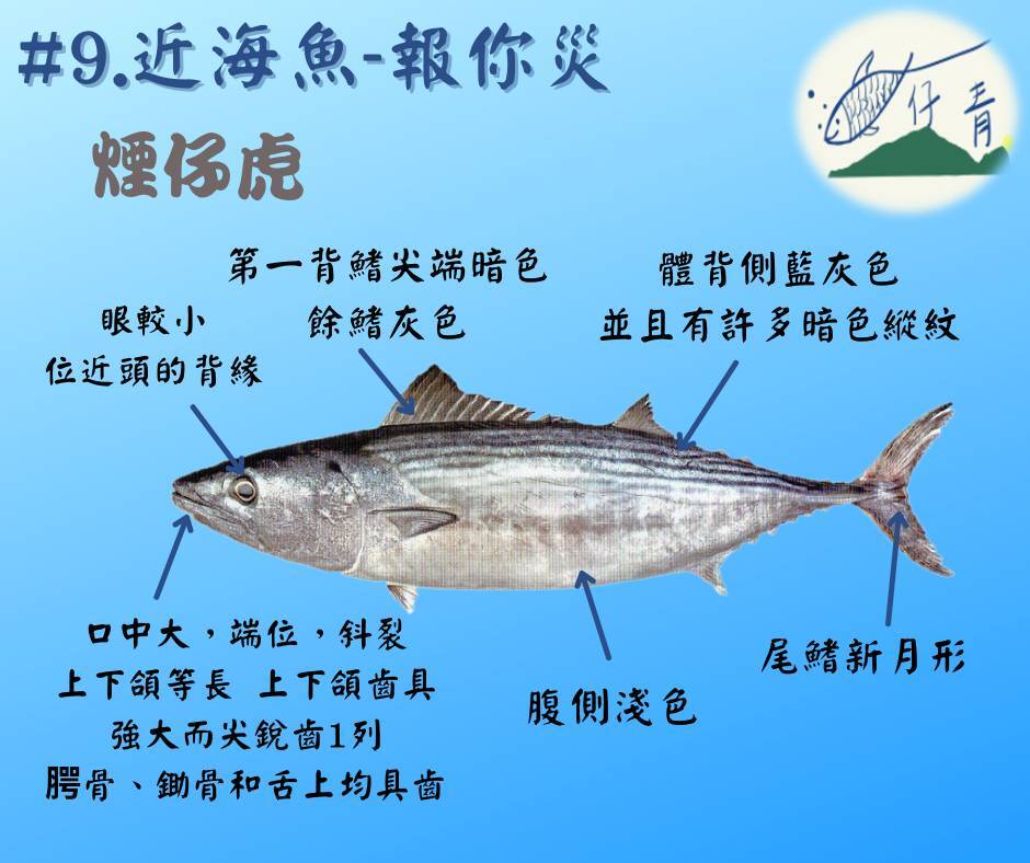 魚仔青透過臉書發文,教顧客認魚與買魚訣竅。(取自魚仔青臉書)