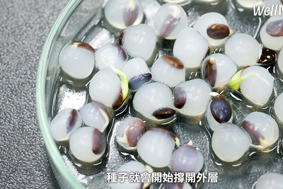 會發芽的珍珠！宜蘭大學研發「種子造粒」技術 無人機空投助山林復育圖片